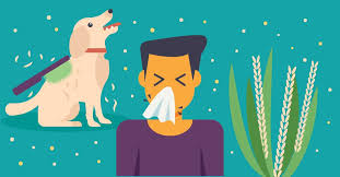 Allergies